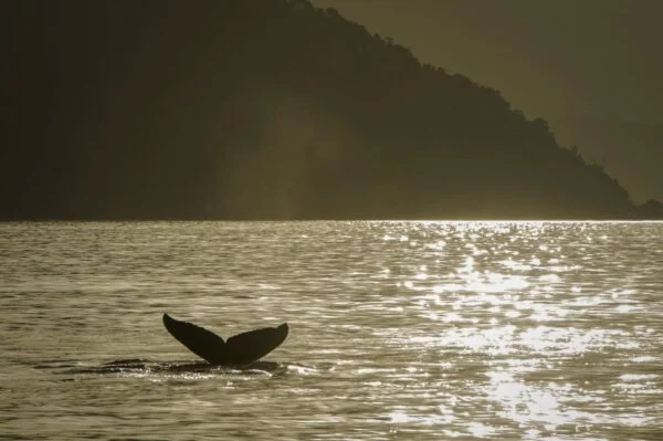 6 Ilhabela13